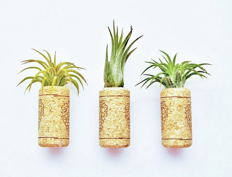 Air Plant Refrigerator Magnets